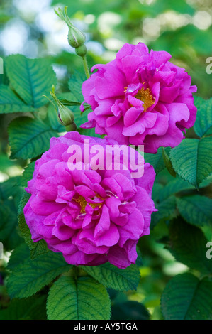 ROSA SELVATICA EDRIC AUSHEDGE Wisley Gardens SURREY Foto Stock