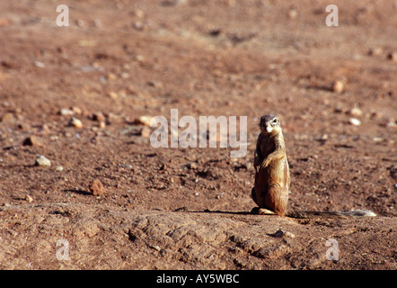 Lone Cape scoiattolo massa Xerus inauris ritto sulle zampe posteriori vicino a scavare nel deserto Kalahari animali selvatici Foto Stock