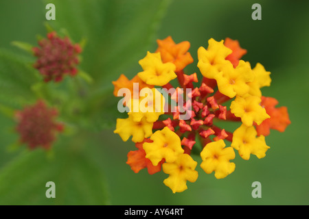 Macro di Asclepias curassavica comunemente noto come milkweed tropicali fiori liscio con sfondo verde Foto Stock