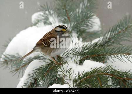 White throated Sparrow appollaiato sulla coperta di neve Abete rosso Foto Stock