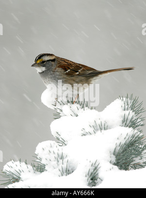 White throated Sparrow appollaiato sulla coperta di neve Abete rosso - Verticale Foto Stock