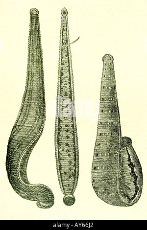 Leech (Hirudo medicinalis e Hirudo troctina). Illustrazione di antiquariato. La medicina manuale. 1889 Foto Stock