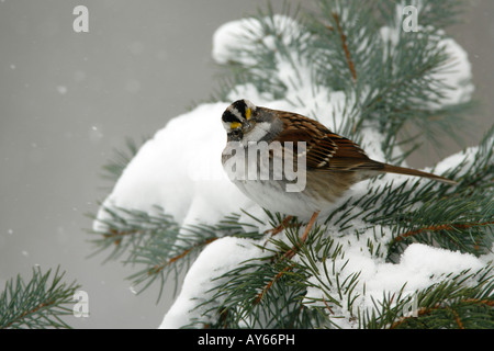 White throated Sparrow appollaiato sulla coperta di neve Abete rosso Foto Stock