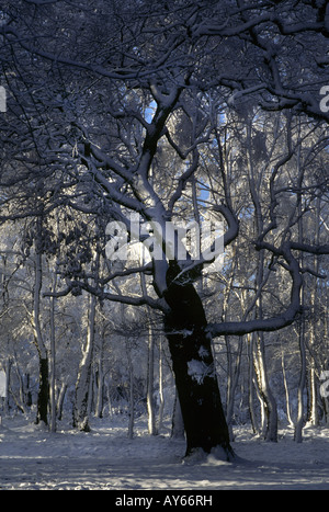 In inverno la neve su una vecchia quercia, Brocton ceduo, Cannock Chase, Staffordshire, Inghilterra Foto Stock