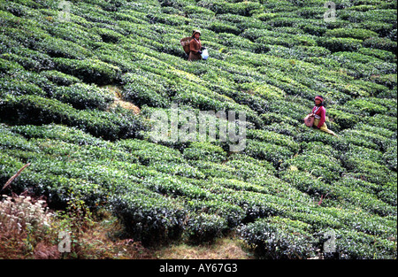 Le donne picking tè provenienti da una piantagione di tè Darjeeling nel Bengala Occidentale in India Foto Stock
