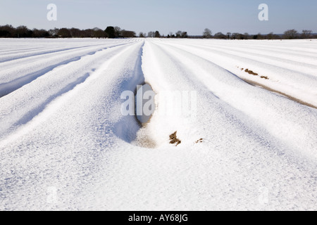 Una coperta di neve campo di potatoe degli spessori in primavera in Norfolk Inghilterra Foto Stock