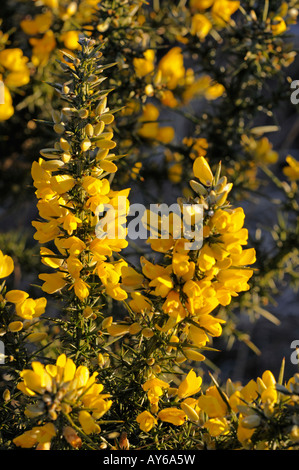 Gorse Foto Stock