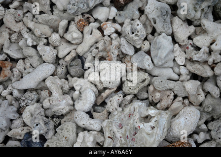 Lavato fino corallo morto su Denis Island nelle Seicelle nell'Oceano Indiano. Coral sono morti a causa di aumento della temperatura del mare Foto Stock