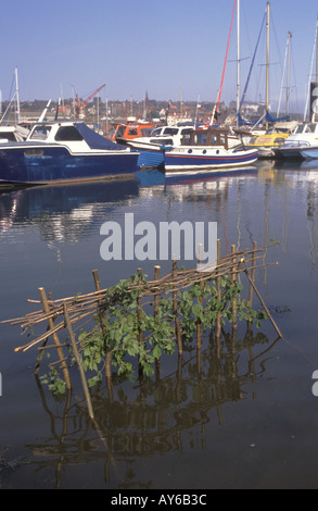 Whitby Penny Hedge o Penance Hedge Yorkshire evento annuale il Mattina di Ascensione Eve 90 Regno Unito OMERO SYKES Foto Stock