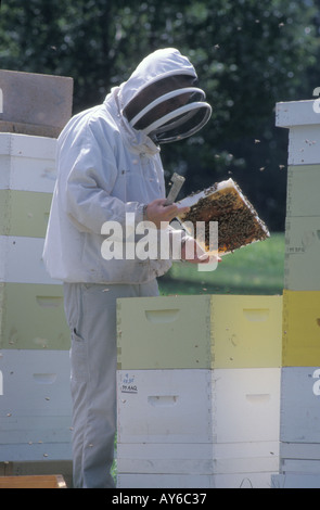Ispezione di un telaio durante l'apicoltura api costruire pettini in telai Foto Stock