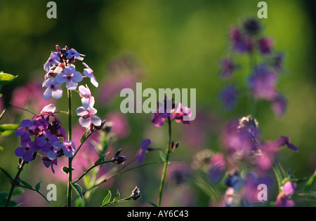 Dames Rocket Dames Violetta hesperis matronalis New Hampshire USA di giugno Foto Stock