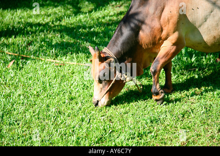 Vechoor mucca, una specie in via di estinzione di mucca trovata in Kerala, India Foto Stock