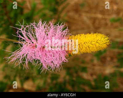 Rosa chiaro e giallo fiore di campana Mimosa o Sicklebush, Lanterna cinese ad albero o Kalahari albero di Natale (Dichrostachys cinerea) albero nella Gamb Foto Stock