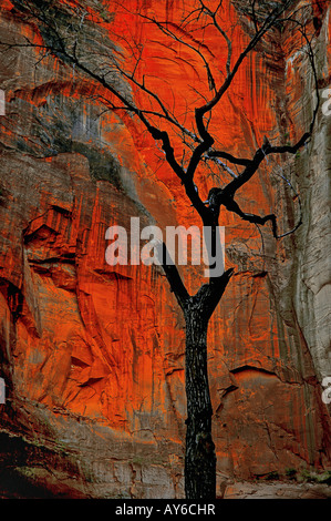 Pioppi neri americani morti tree contrastante con una roccia nel Parco Nazionale di Zion, dello stato dello Utah, Stati Uniti d'America Foto Stock
