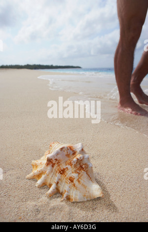 Seashell sulla spiaggia accanto all'uomo i piedi Foto Stock