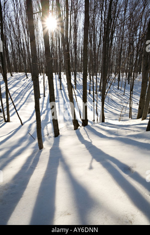 Sole che splende attraverso gli alberi vicino Orangeville, Ontario, Canada Foto Stock