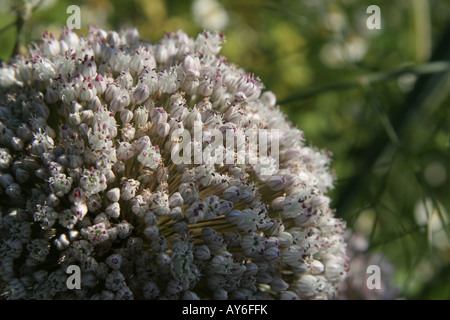 Il Porro seedhead mostra viola white semi in presenza di intensa luce solare Foto Stock