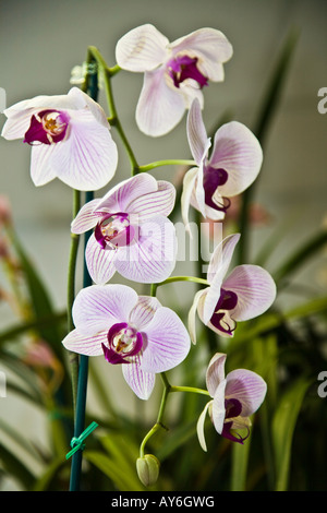 Orchid phalaenopsis epiphytic batany natura botanica delicato fiore pianta hot house ornamentali in serra calda casa butterfly Foto Stock
