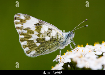 Bagno farfalla bianca Pontia daplidice appoggiata su di un fiore di achillea Achillea ptarmica Foto Stock