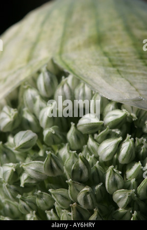 Close up dettaglio di porro testa di sementi che mostra i semi che emergono da sotto la pelle cartaceo Foto Stock