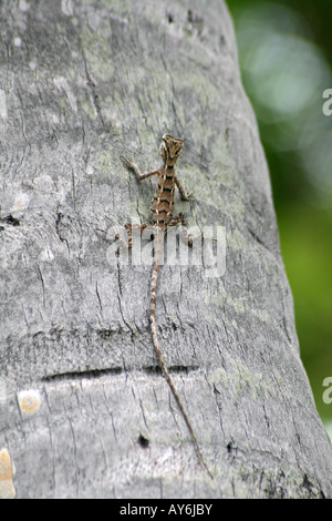 La lucertola sul tronco di albero [Bandos Island, Kaafu Atoll, Maldive, Asia]. . Foto Stock