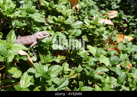 Lizard nel sottobosco [Bandos Island, Kaafu Atoll, Maldive, Asia]. . Foto Stock