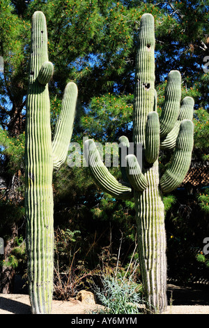 Cactus Saguaro in Phoenix Arizona a sud-ovest Nord America
