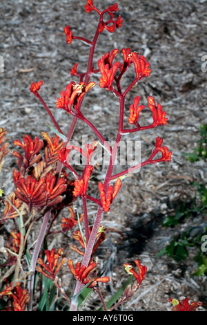 Canguro rosso Paw-Anigozanthos rufus-famiglia Haemodoraceae Foto Stock