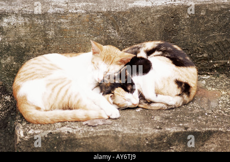 Due gattini addormentato sulla fase Foto Stock