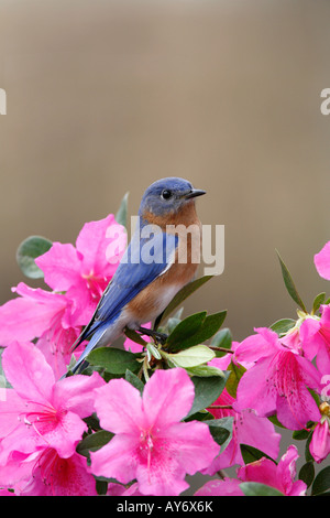 Eastern Bluebird appollaiato su fiori di azalea - Verticale Foto Stock