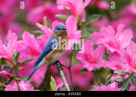 Eastern Bluebird arroccato su Azalea Blossoms Foto Stock