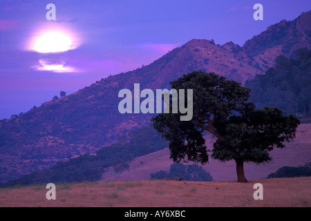 Full Moon Rising in un cielo viola con le nubi nei pressi di una quercia e picco di montagna Foto Stock