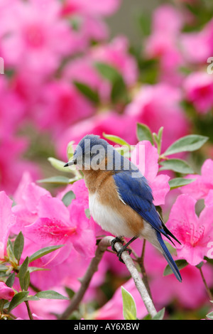 Eastern Bluebird appollaiato su fiori di azalea - Verticale Foto Stock