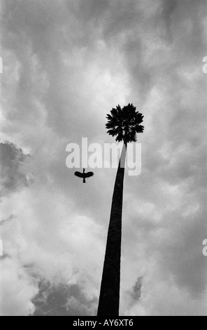 Bird flying passato Palm tree Foto Stock