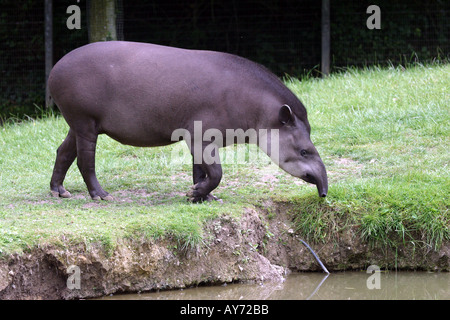 Il tapiro allo Zoo di Newquay Cornwall Regno Unito Foto Stock
