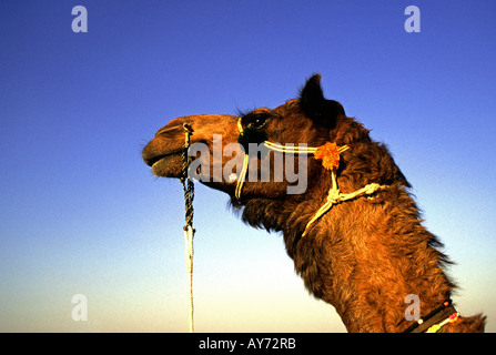 Ritratto di un cammello nel deserto del Thar vicino a Jaisalmer in Rajasthan in India Foto Stock