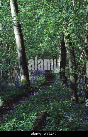 Bluebells Hyacinthoides non scripta e il sentiero nel bosco Hayley legno Cambridgeshire Inghilterra Foto Stock