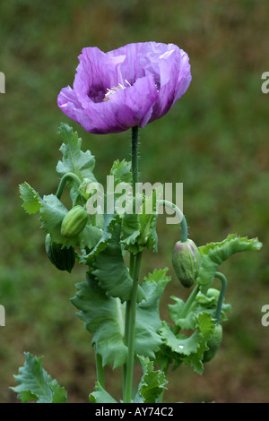Luce viola di papavero da oppio di fiore e bud Papaver somniferum Foto Stock