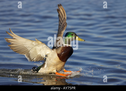 Il germano reale (Anas platyrhynchos) drake lo sbarco su acqua Foto Stock