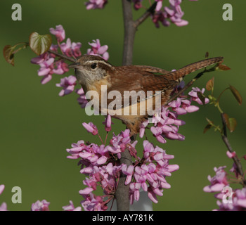 Carolina wren red bud tree Foto Stock