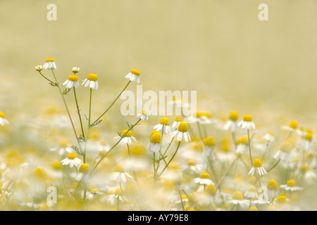 La Camomilla tedesca Bavaria Germania Europa chamomilla recutita Matricaria Foto Stock