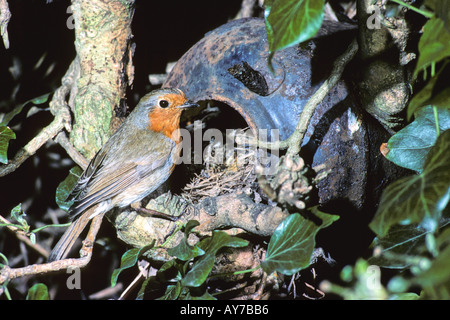 Unione Robin Erithacus rubecula nesting in un vecchio ferro da stiro Bollitore in una siepe di biancospino. Foto Stock