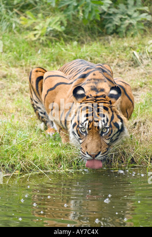 La tigre di Sumatra è acqua potabile (Panthera tigris sumatrae) Foto Stock