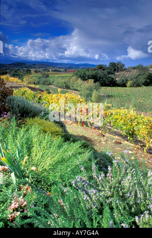 Vista del paese del vino dei vigneti in Alexander Vally California con cumuli di nuvole e cieli blu in autunno Foto Stock