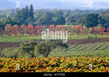Alexander Valley vista del paese del vino dei vigneti in autunno i colori che mostra gli ulivi e la montagna di alberi sempreverdi Foto Stock