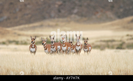 Un piccolo gruppo di pronghorn antelope nel Parco Nazionale di Yellowstone, Wyoming negli Stati Uniti. Foto Stock