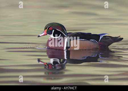 Un maschio di anatra di legno di nuoto, San Diego, California, Stati Uniti d'America Foto Stock