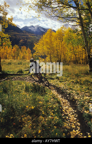 L'uomo mountain bike attraverso gli alberi di Aspen in autunno nei pressi di Telluride colorado Foto Stock