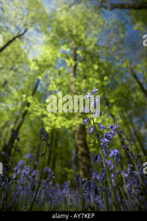 Inglese (Bluebell Hyacinthoides non scripta) nel bosco di faggio Foto Stock