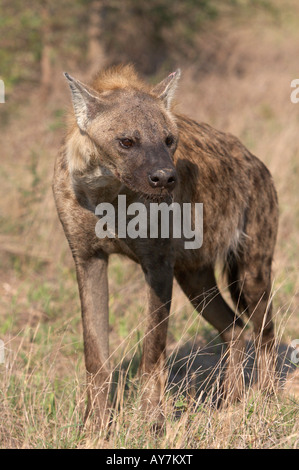 Spotted Hyena (Crocuta crocuta) nel Parco di Kruger, Sud Africa Foto Stock